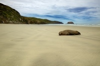 Lachtan novozelandsky - Phocarctos hookeri - New Zealand sea lion - whakahao 0220a